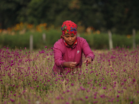 A Nepalese woman picks globe amaranth (Makhamali) flowers to make garlands to sell in the market for the Tihar festival celebration in Bhakt...