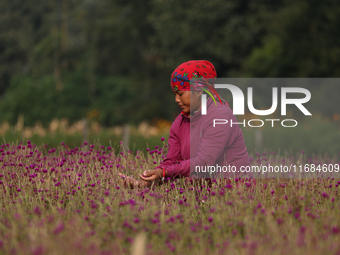 A Nepalese woman picks globe amaranth (Makhamali) flowers to make garlands to sell in the market for the Tihar festival celebration in Bhakt...