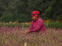 A Nepalese woman picks globe amaranth (Makhamali) flowers to make garlands to sell in the market for the Tihar festival celebration in Bhakt...