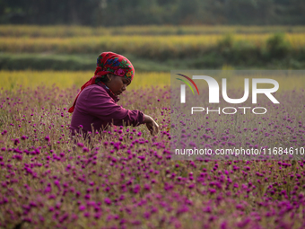 A Nepalese woman picks globe amaranth (Makhamali) flowers to make garlands to sell in the market for the Tihar festival celebration in Bhakt...