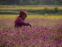 A Nepalese woman picks globe amaranth (Makhamali) flowers to make garlands to sell in the market for the Tihar festival celebration in Bhakt...