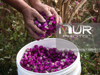 Nepalese people collect globe amaranth (Makhamali) flowers to make garlands to sell in the market for the Tihar festival celebration in Bhak...