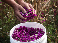 Nepalese people collect globe amaranth (Makhamali) flowers to make garlands to sell in the market for the Tihar festival celebration in Bhak...