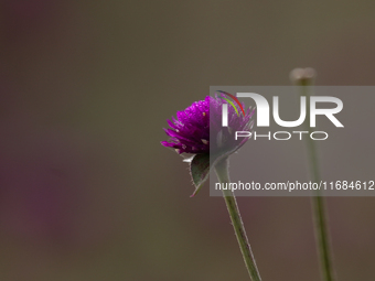 A close-up shot shows globe amaranth (Makhamali) flowers used to make garlands to sell in the market for the Tihar festival celebration in B...