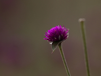 A close-up shot shows globe amaranth (Makhamali) flowers used to make garlands to sell in the market for the Tihar festival celebration in B...