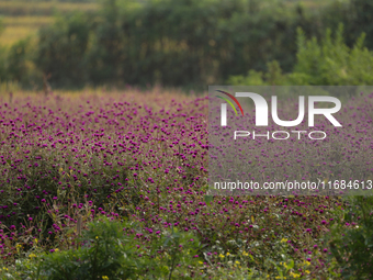 Fields of globe amaranth (Makhamali) flowers are used to make garlands to sell in the market for the Tihar festival celebration in Bhaktapur...