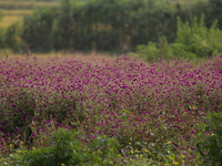 Fields of globe amaranth (Makhamali) flowers are used to make garlands to sell in the market for the Tihar festival celebration in Bhaktapur...