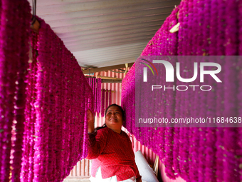 A Nepali florist arranges woven Gomphrena Globosa, commonly known as Makhmali garlands, at her house as she prepares for the festival of Tih...