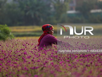 A Nepali florist plucks Gomphrena Globosa, commonly known as Makhmali, from the field to sell it in the market ahead of the festival of Tiha...