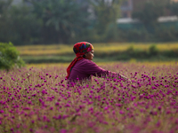 A Nepali florist plucks Gomphrena Globosa, commonly known as Makhmali, from the field to sell it in the market ahead of the festival of Tiha...