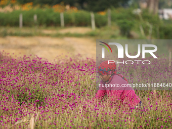 A Nepali florist plucks Gomphrena Globosa, commonly known as Makhmali, from the field to sell it in the market ahead of the festival of Tiha...