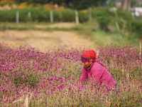 A Nepali florist plucks Gomphrena Globosa, commonly known as Makhmali, from the field to sell it in the market ahead of the festival of Tiha...