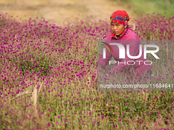 A Nepali florist plucks Gomphrena Globosa, commonly known as Makhmali, from the field to sell it in the market ahead of the festival of Tiha...