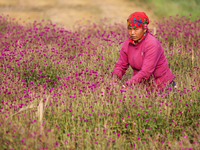 A Nepali florist plucks Gomphrena Globosa, commonly known as Makhmali, from the field to sell it in the market ahead of the festival of Tiha...