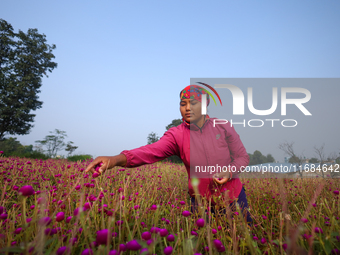 A Nepali florist plucks Gomphrena Globosa, commonly known as Makhmali, from the field to sell it in the market ahead of the festival of Tiha...