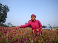 A Nepali florist plucks Gomphrena Globosa, commonly known as Makhmali, from the field to sell it in the market ahead of the festival of Tiha...