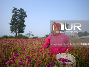 A Nepali florist plucks Gomphrena Globosa, commonly known as Makhmali, from the field to sell it in the market ahead of the festival of Tiha...