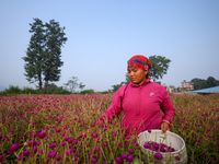 A Nepali florist plucks Gomphrena Globosa, commonly known as Makhmali, from the field to sell it in the market ahead of the festival of Tiha...