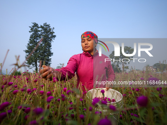 A Nepali florist plucks Gomphrena Globosa, commonly known as Makhmali, from the field to sell it in the market ahead of the festival of Tiha...