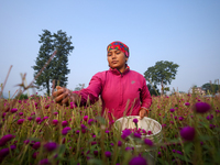 A Nepali florist plucks Gomphrena Globosa, commonly known as Makhmali, from the field to sell it in the market ahead of the festival of Tiha...