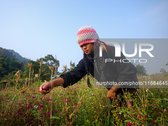 A Nepali florist plucks Gomphrena Globosa, commonly known as Makhmali, from the field to sell it in the market ahead of the festival of Tiha...