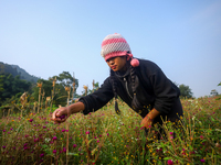 A Nepali florist plucks Gomphrena Globosa, commonly known as Makhmali, from the field to sell it in the market ahead of the festival of Tiha...