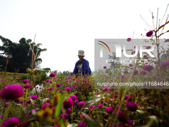 A Nepali florist plucks Gomphrena Globosa, commonly known as Makhmali, from the field to sell it in the market ahead of the festival of Tiha...