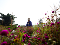 A Nepali florist plucks Gomphrena Globosa, commonly known as Makhmali, from the field to sell it in the market ahead of the festival of Tiha...