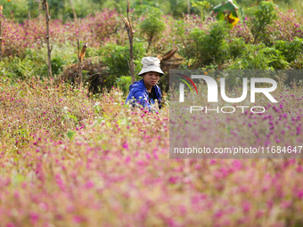 A Nepali florist plucks Gomphrena Globosa, commonly known as Makhmali, from the field to sell it in the market ahead of the festival of Tiha...