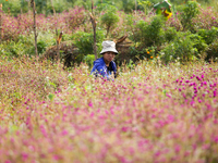 A Nepali florist plucks Gomphrena Globosa, commonly known as Makhmali, from the field to sell it in the market ahead of the festival of Tiha...