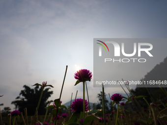 Gomphrena Globosa, commonly known as Makhmali, blooms in a field on the outskirts of Bhaktapur, Nepal, on October 20, 2024, ahead of the fes...