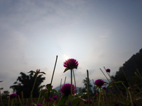 Gomphrena Globosa, commonly known as Makhmali, blooms in a field on the outskirts of Bhaktapur, Nepal, on October 20, 2024, ahead of the fes...