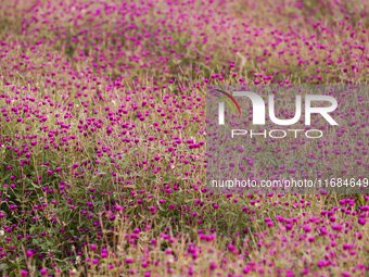 Gomphrena Globosa, commonly known as Makhmali, blooms in a field on the outskirts of Bhaktapur, Nepal, on October 20, 2024, ahead of the fes...