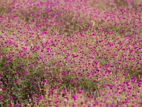 Gomphrena Globosa, commonly known as Makhmali, blooms in a field on the outskirts of Bhaktapur, Nepal, on October 20, 2024, ahead of the fes...