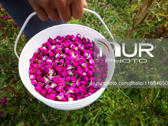 A Nepali florist collects Gomphrena Globosa, commonly known as Makhmali, in a bucket from the field to sell it in the market ahead of the fe...