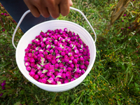 A Nepali florist collects Gomphrena Globosa, commonly known as Makhmali, in a bucket from the field to sell it in the market ahead of the fe...