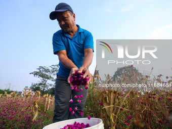 A Nepali florist plucks Gomphrena Globosa, commonly known as Makhmali, from a field to sell it in the market ahead of the festival of Tihar/...