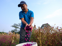 A Nepali florist plucks Gomphrena Globosa, commonly known as Makhmali, from a field to sell it in the market ahead of the festival of Tihar/...