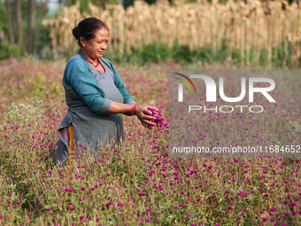 A Nepali florist plucks Gomphrena Globosa, commonly known as Makhmali, from the field to sell it in the market ahead of the festival of Tiha...