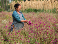 A Nepali florist plucks Gomphrena Globosa, commonly known as Makhmali, from the field to sell it in the market ahead of the festival of Tiha...