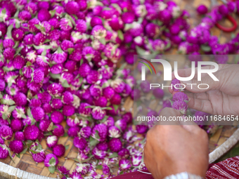 A Nepali florist weaves Gomphrena Globosa, commonly known as Makhmali, to make garlands ahead of the festival of Tihar/Diwali, the festival...