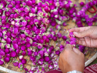 A Nepali florist weaves Gomphrena Globosa, commonly known as Makhmali, to make garlands ahead of the festival of Tihar/Diwali, the festival...