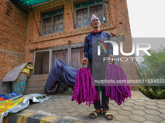 A Nepali florist carries Gomphrena Globosa, commonly known as Makhmali garlands, as he sets off to market for sales ahead of the festival of...