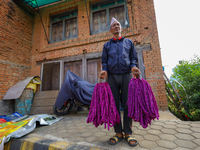 A Nepali florist carries Gomphrena Globosa, commonly known as Makhmali garlands, as he sets off to market for sales ahead of the festival of...