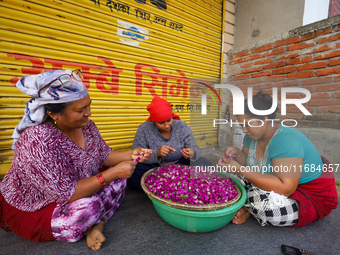 Nepali florists weave Gomphrena Globosa, commonly known as Makhmali, to make garlands ahead of the festival of Tihar/Diwali, the festival of...