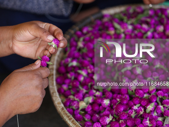 A Nepali florist weaves Gomphrena Globosa, commonly known as Makhmali, to make garlands ahead of the festival of Tihar/Diwali, the festival...