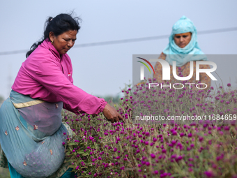 A Nepali florist plucks Gomphrena Globosa, commonly known as Makhmali, from the field to sell it in the market ahead of the festival of Tiha...