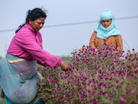 A Nepali florist plucks Gomphrena Globosa, commonly known as Makhmali, from the field to sell it in the market ahead of the festival of Tiha...