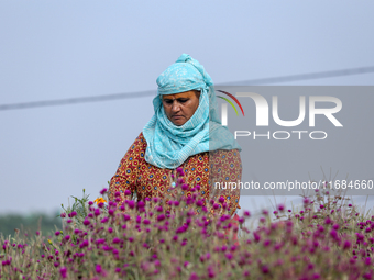 A Nepali florist plucks Gomphrena Globosa, commonly known as Makhmali, from the field to sell it in the market ahead of the festival of Tiha...