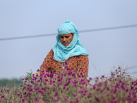 A Nepali florist plucks Gomphrena Globosa, commonly known as Makhmali, from the field to sell it in the market ahead of the festival of Tiha...